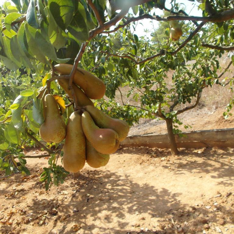 דירות Néa Fókaia La Mirage מראה חיצוני תמונה